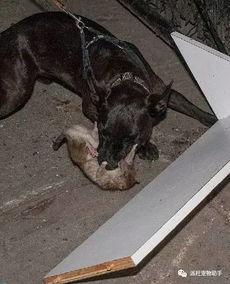 狗抓老鼠新闻爆料视频下载,罕见奇观引发网友热议，视频下载火爆网络  第2张